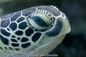 Green Turtle
'Blue Eyes'
www.bunakenhans.com
Nikon d30... by Hans-Gert Broeder 